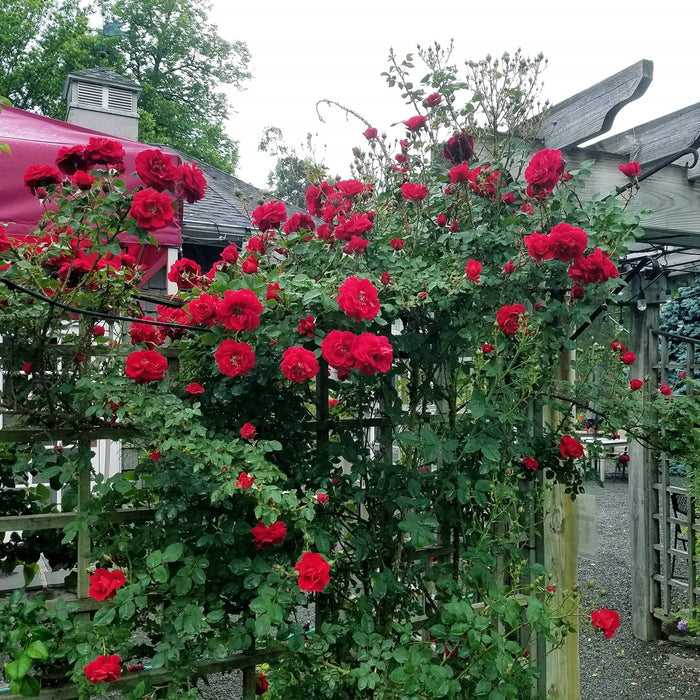 Rosa 'RADramblin'  - First Editions® Ramblin' Red® Rose - Shipped