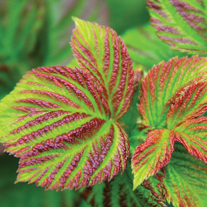 Rubus idaeus 'NR7'  - Shortcake® Raspberry - Shipped