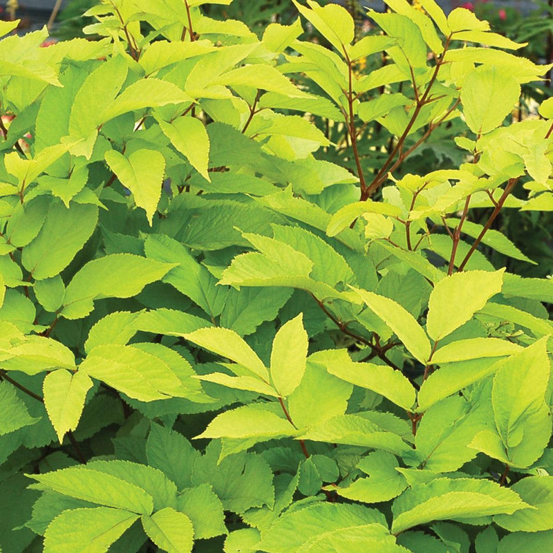 Sun King Golden Japanese Spikenard - Shipped