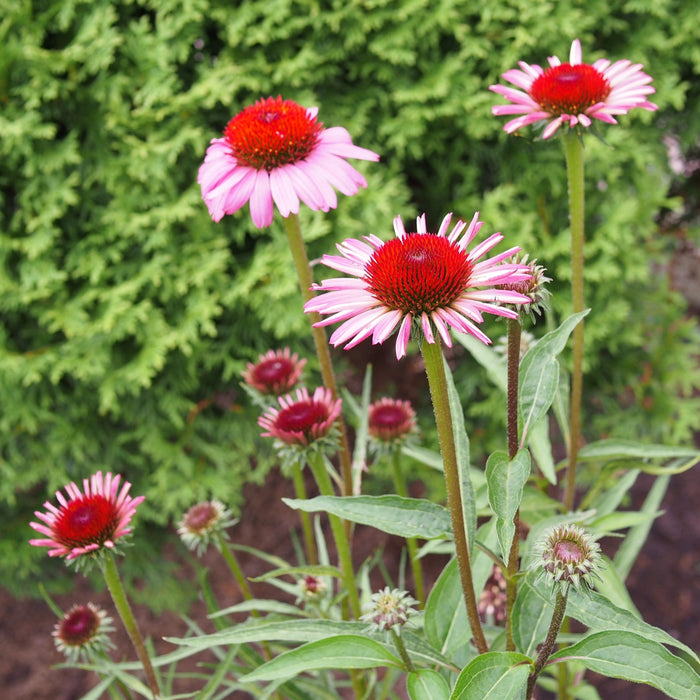 Echinacea purpurea 'Rubinstern'  - Ruby Star Echinacea - Shipped