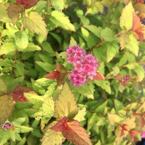 Spiraea japonica 'Matgold'  - Bloomin' Easy® Pop Rocks® Rainbow Fizz™ Spirea - Shipped