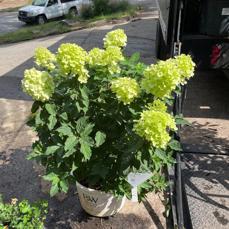 Proven Winners® Limelight Prime® Hydrangea - Shipped