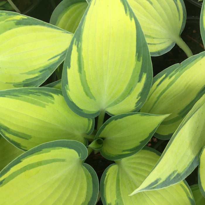 Hosta 'June'  - June Hosta - Shipped