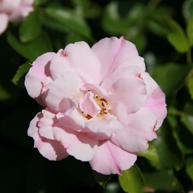 Flower Carpet® Appleblossom Rose - Shipped