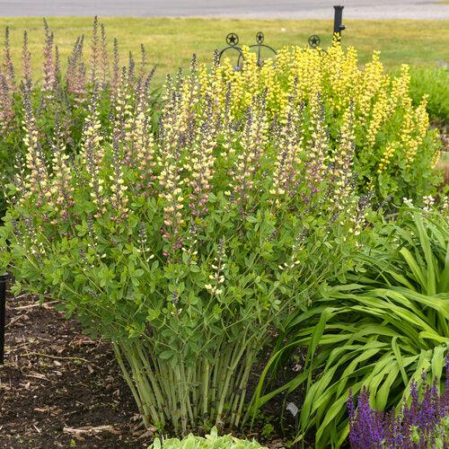 Baptisia 'Pink Lemonade' PP30,669  - PW® Decadence® Deluxe Pink Lemonade False Indigo - Shipped