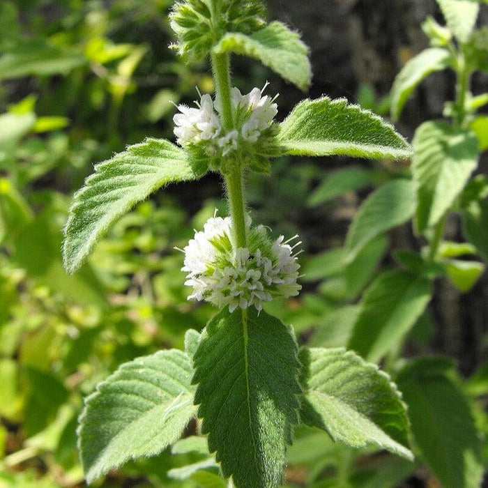 Mentha arvensis  - Wild Mint - Shipped
