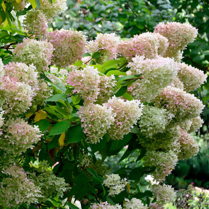 Proven Winners® Color Choice® Bobo® Hydrangea - Shipped