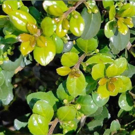 Ilex crenata 'Compacta'  - Compact Japanese Holly - Shipped