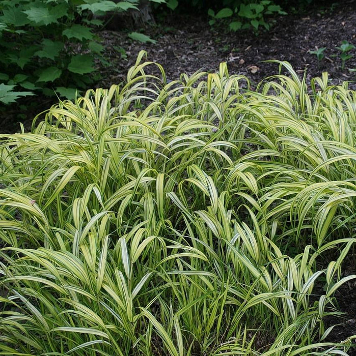 Hakonechloa macra 'Aureola'  - Golden Japanese Forest Grass, Hakone Grass - Shipped