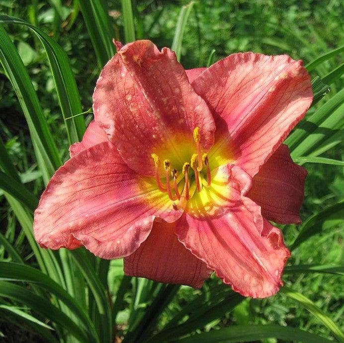 Hemerocallis 'Rosy Returns'  - Rosy Returns Daylily - Shipped