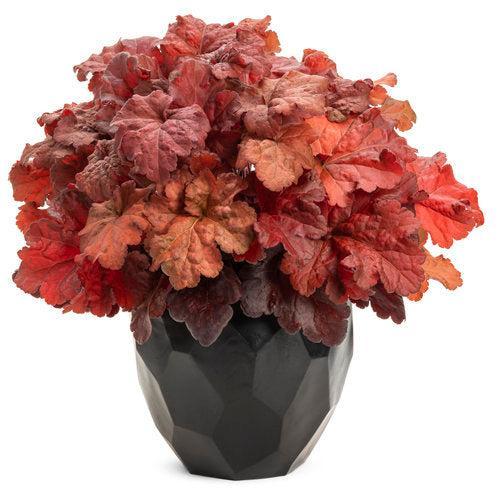 Heuchera 'Mahogany Monster'  - Primo® Mahogany Monster Heuchera - Shipped