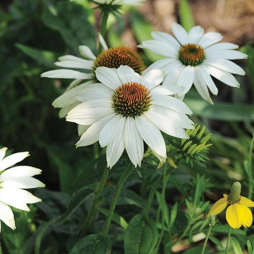 Echinacea purpurea 'PowWow White'  - PowWow® White Echinacea, Coneflower - Shipped