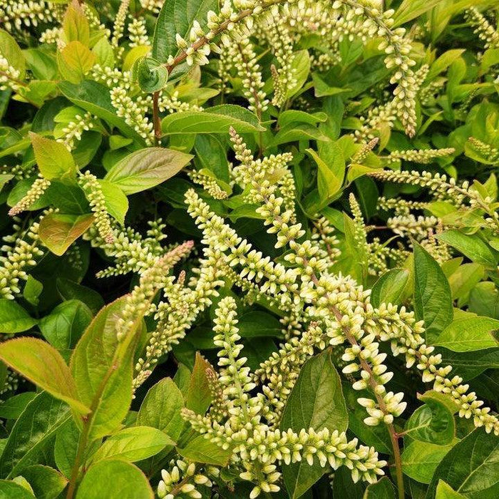 Itea virginica 'SMIHGRS'  - Fountains of Rouge™ Sweetspire - Shipped