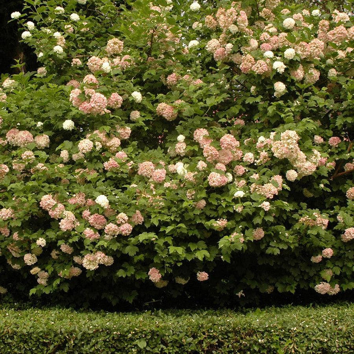 Viburnum opulus 'Roseum'  - Eastern Snowball - Shipped