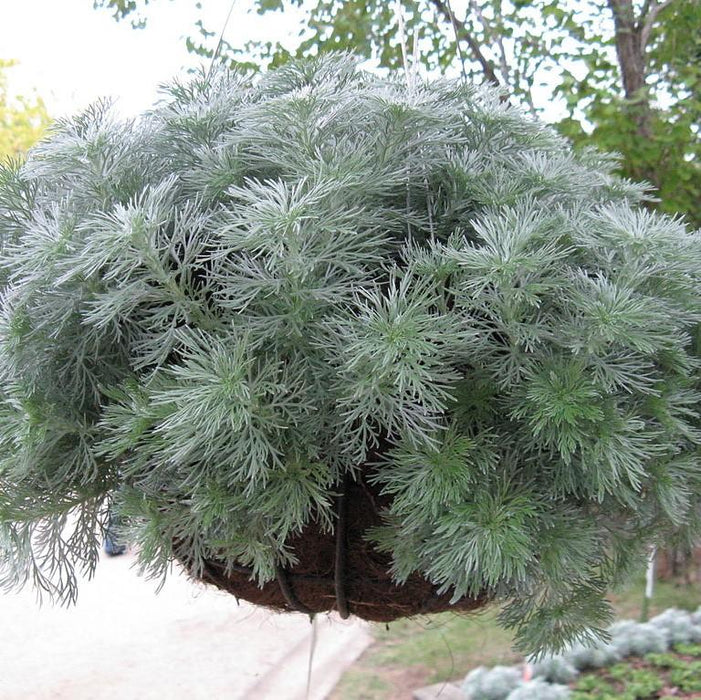 Silver Mound Wormwood, Ghost Plant - Shipped
