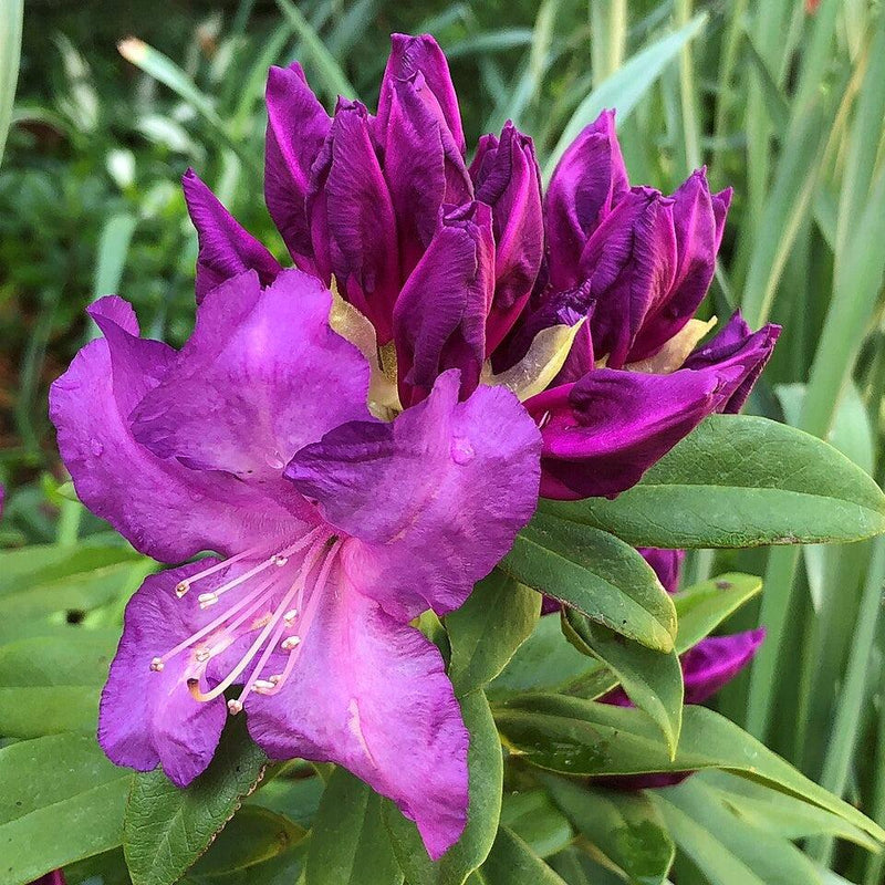 Purple Passion Rhododendron - Shipped