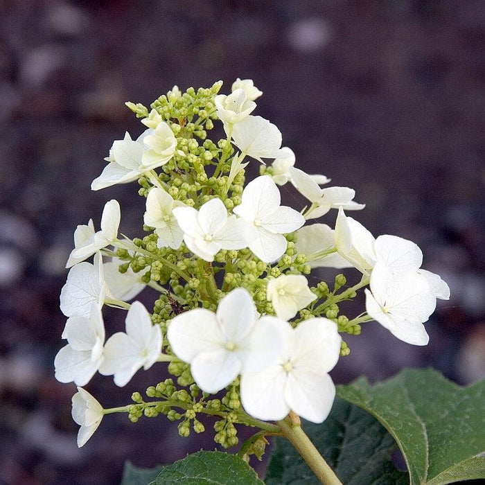 Hydrangea quercifolia 'Pee Wee'  - Pee Wee Oakleaf Hydrangea - Shipped