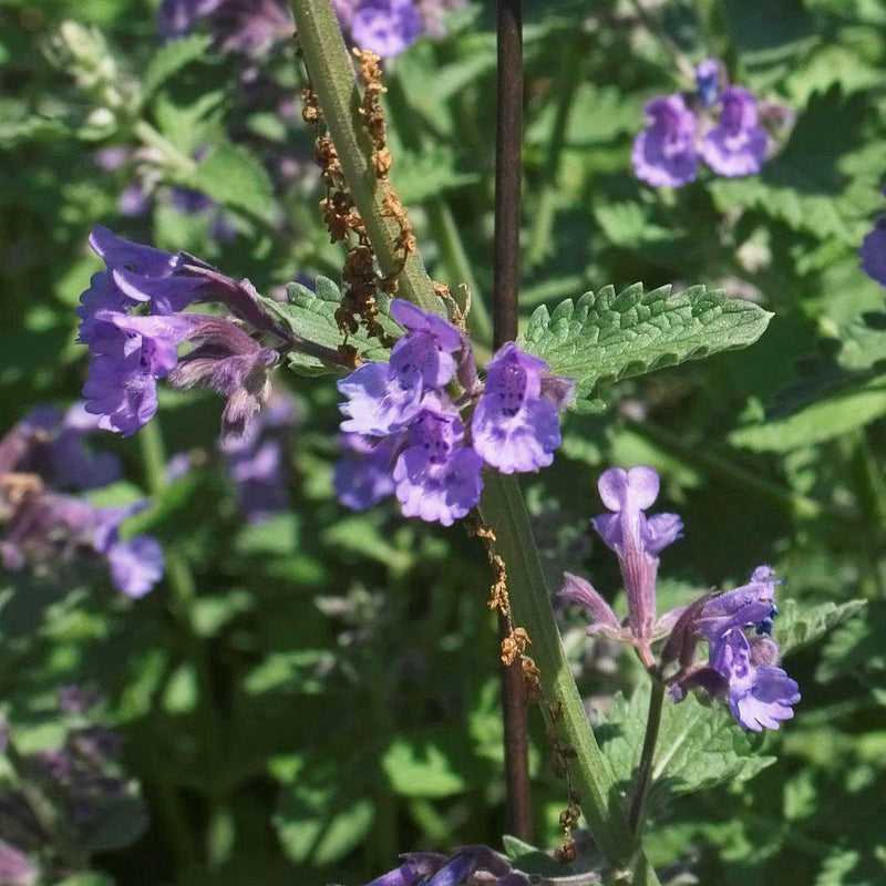 Walker's Low Catmint - Shipped