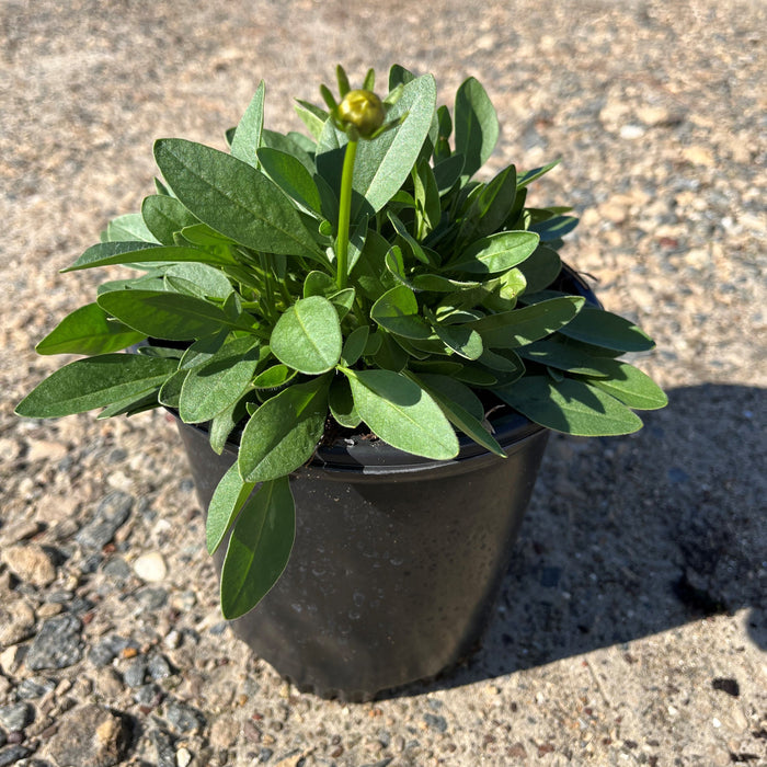 Coreopsis grandiflora 'DCOREO16'  - Solanna™ Golden Sphere Tickseed - Shipped
