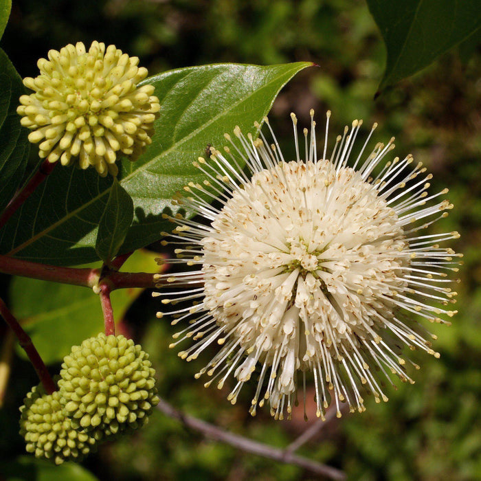 Cephalanthus occidentalis 'Fiber Optics'  - First Editions® Fiber Optics Cephalanthus - Shipped