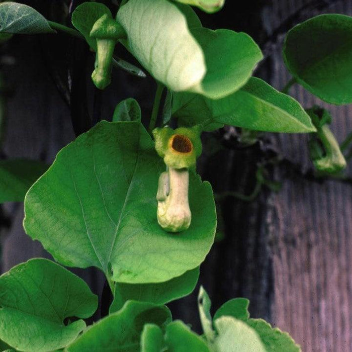 Aristolochia macrophylla  - Dutchman's Pipe, Pipevine - Shipped