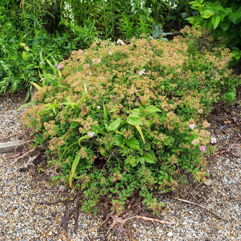 Little Princess Spirea - Shipped