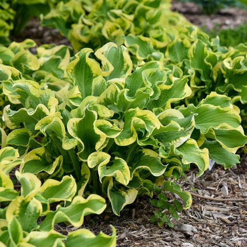 PW® Shadowland® Wheee! Hosta - Shipped