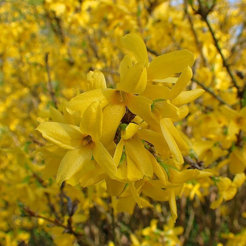 Lynwood Gold Forsythia - Shipped