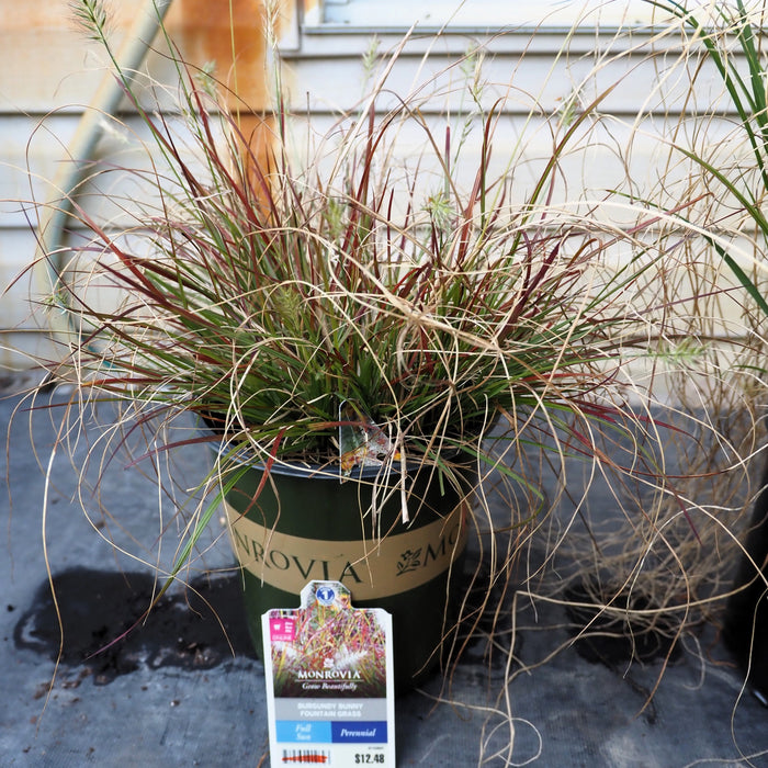 Burgundy Bunny Fountain Grass - Shipped
