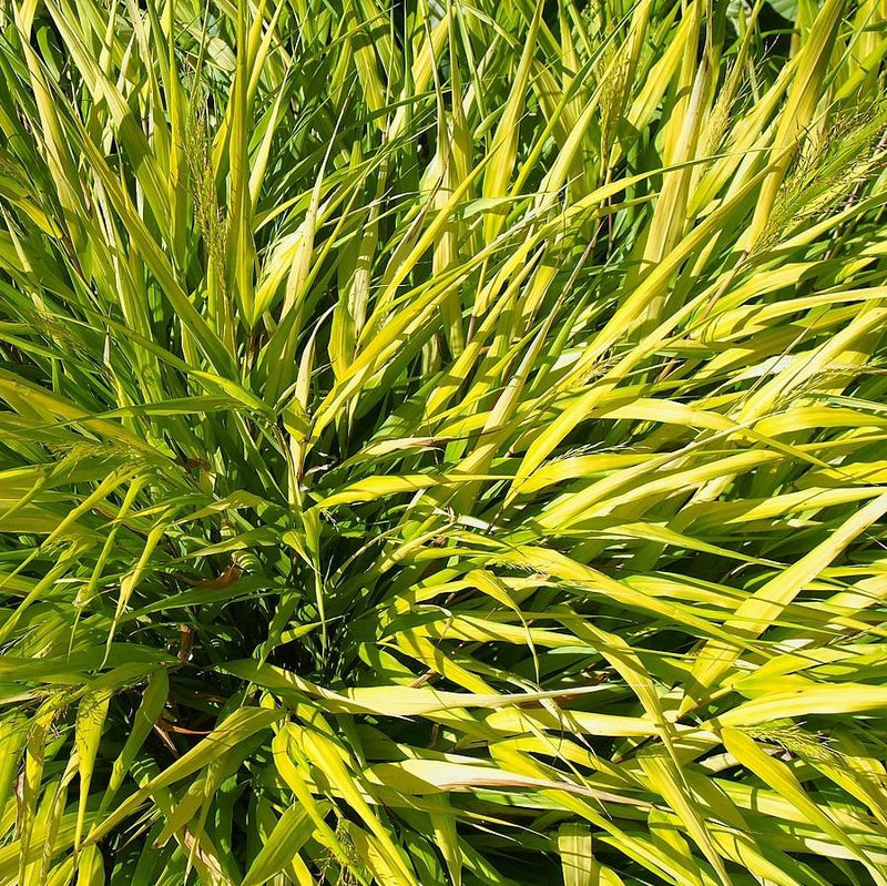All Gold Japanese Forest Grass, Hakone Grass - Shipped