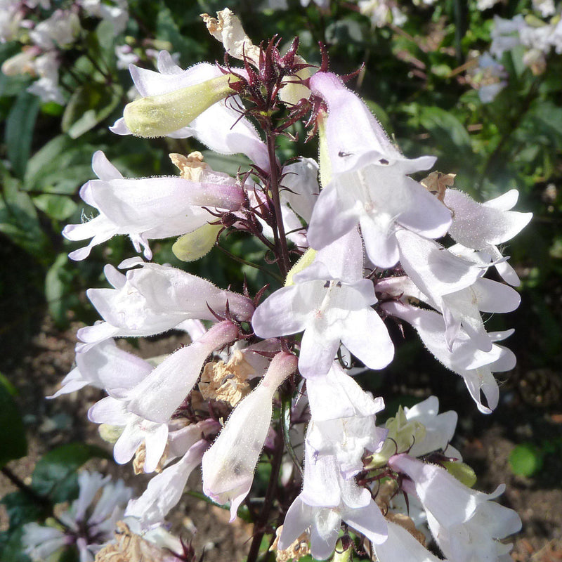 Husker Red Beardtongue - Shipped