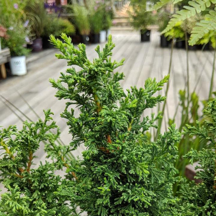 Chamaecyparis Thyoides 'Top Point'  - Top Point Dwarf White Cedar - Shipped