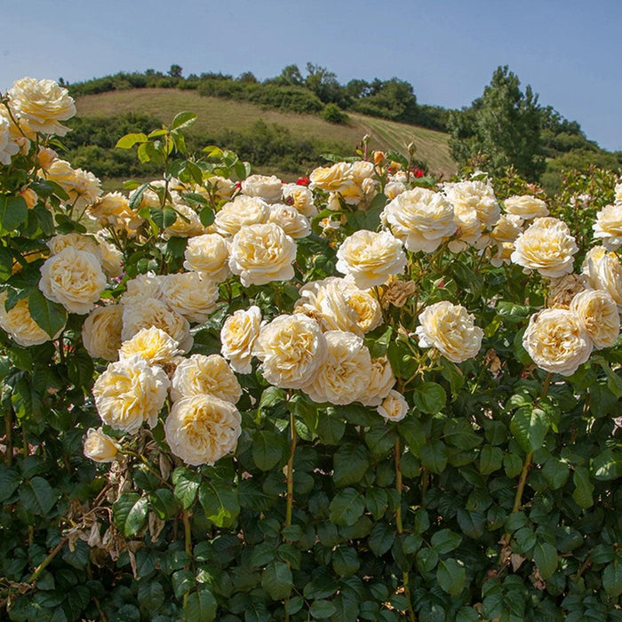 Rosa 'Meikaquinz'  - Moonlight Romantica® Rose - Shipped