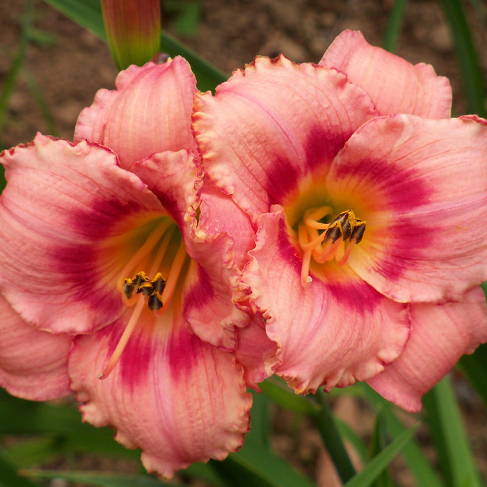 Strawberry Candy Daylily - Shipped