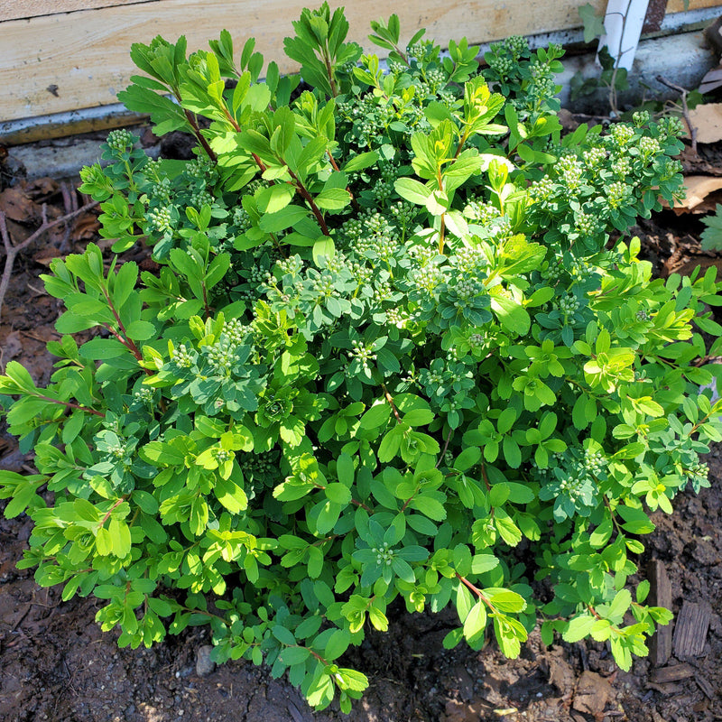 Snowmound Spirea - Shipped