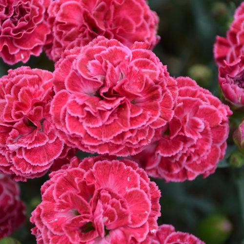 Fruit Punch® Raspberry Ruffles Dianthus - Shipped