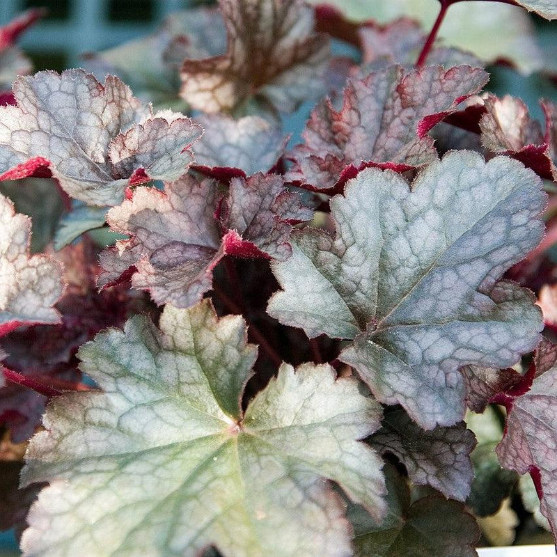 Plum Pudding Coral Bells, Heuchera - Shipped