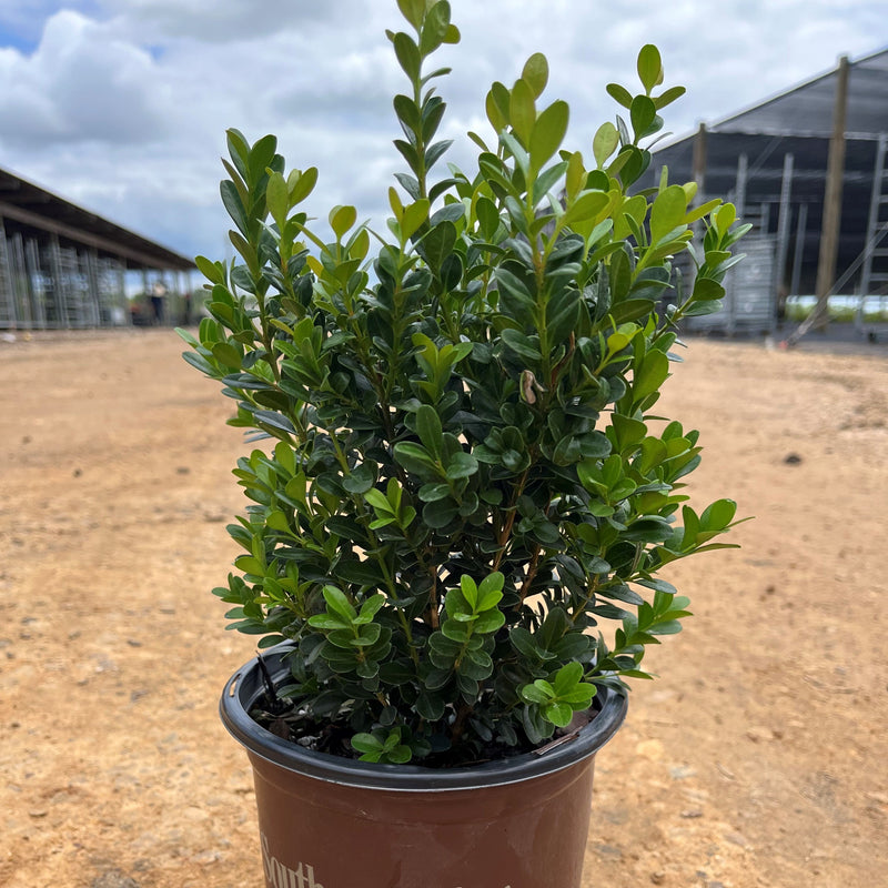 Baby Gem™ Boxwood - Shipped