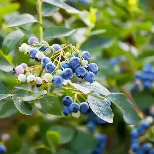 Vaccinium corymbosum 'Earliblue'  - Earliblue Highbush Blueberry - Shipped