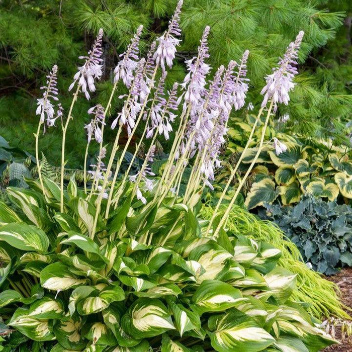 Hosta 'Miss America' PP32,068  - PW® Shadowland® Miss America Hosta - Shipped