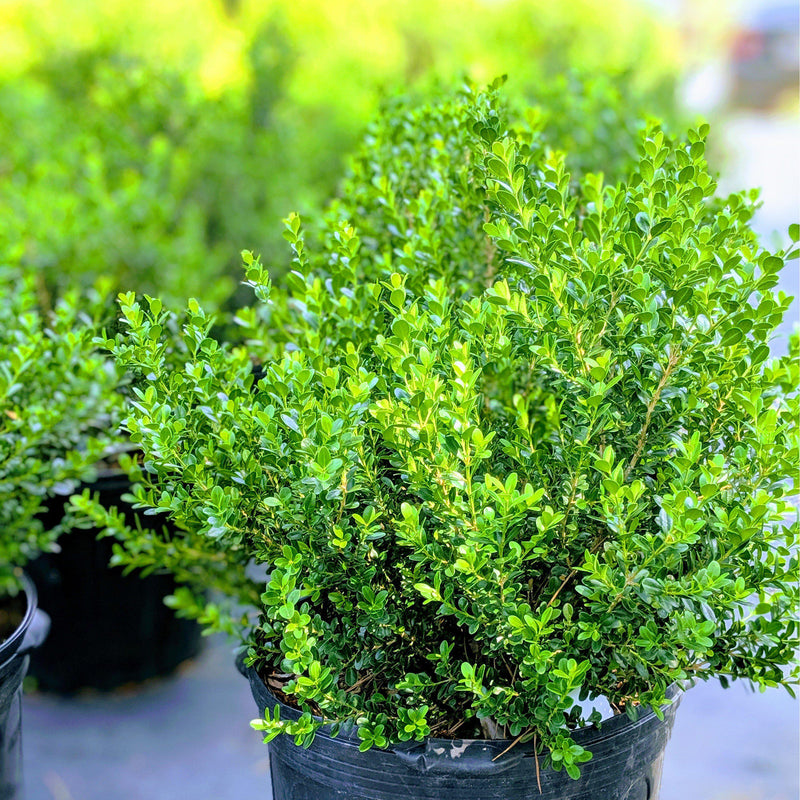 Baby Gem™ Boxwood - Shipped