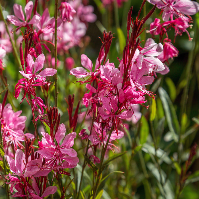 Gaura lindheimeri 'Kleau 04263'  - Belleza™ Dark Pink Gaura - Shipped