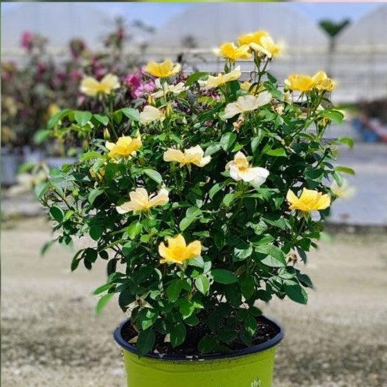 Rosa 'SRPylwko' PP 35,465  - Easy Bee-zy™ Knock Out® Rose - Shipped
