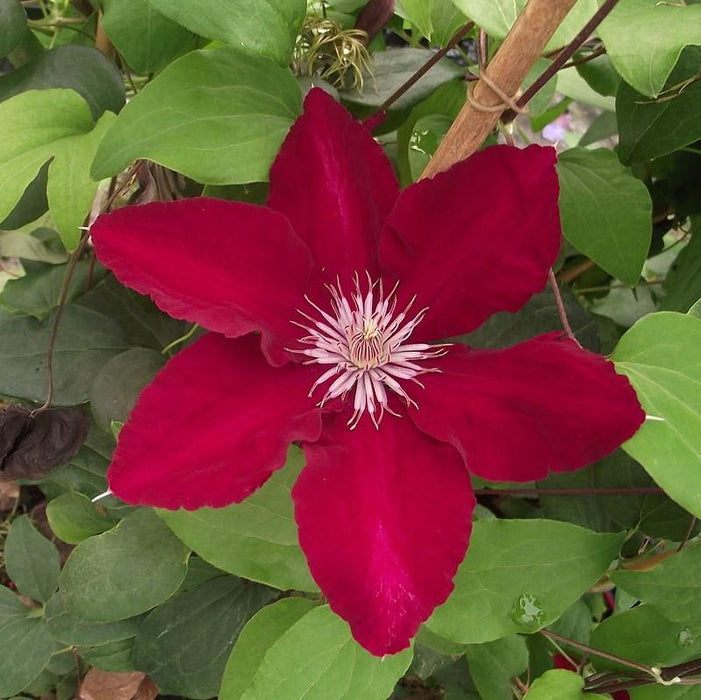 Clematis viticella 'Evipo016'  - Rebecca™ Clematis - Shipped