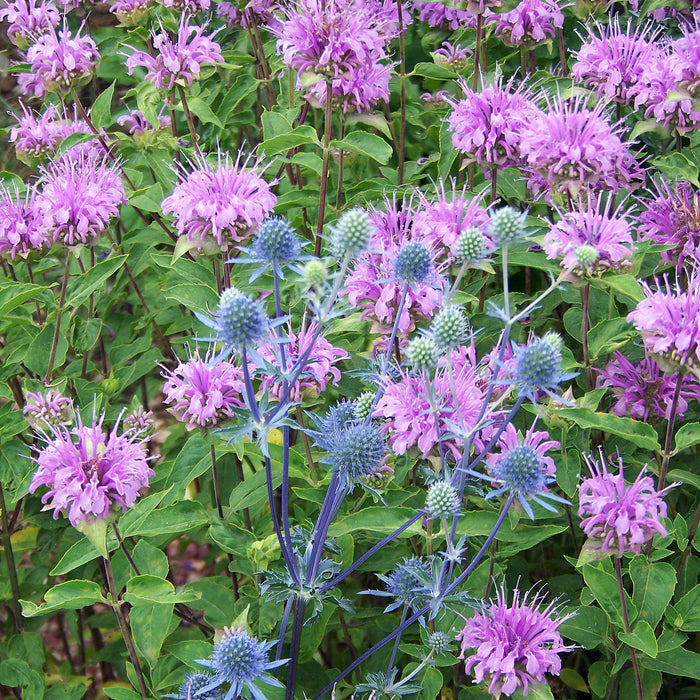 Monarda 'Blue Moon'  - Sugar Buzz® Blue Moon Bee Balm - Shipped