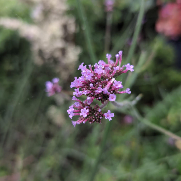 Verbena bonariensis 'Lollipop'   - Lollipop Verbena - Shipped