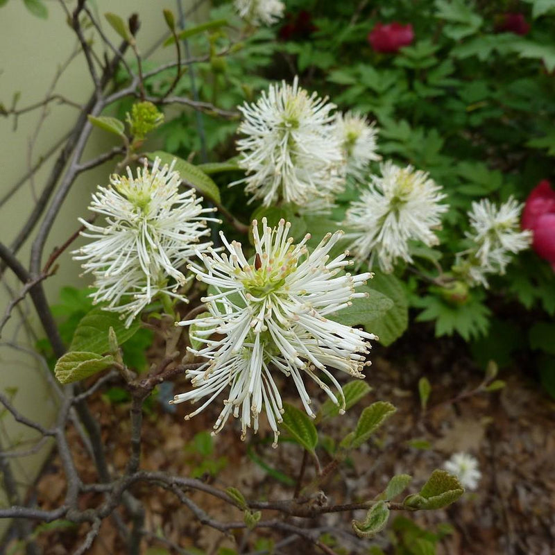Fothergilla - Shipped