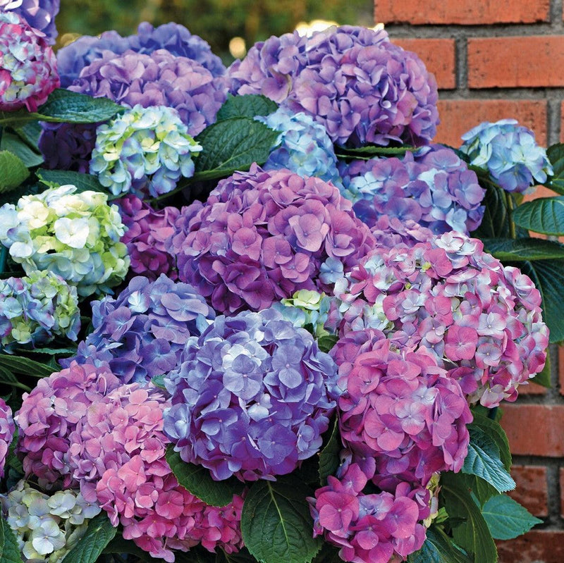LA Dreamin'® Hydrangea - Shipped