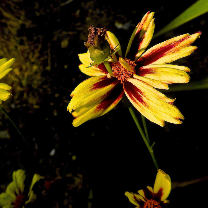 Coreopsis x verticillata 'Starlight'  - Lil' Bang™ Starlight Coreopsis - Shipped