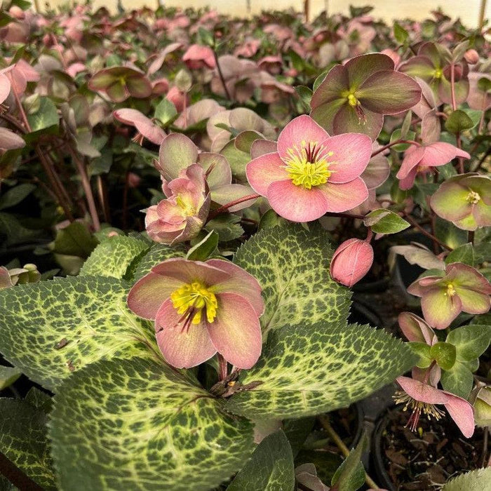 Helleborus x hybridus 'RD09'  - FrostKiss™ Pippa's Purple Lenten Rose - Shipped